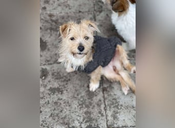 PIP - liebevolle Hundedame