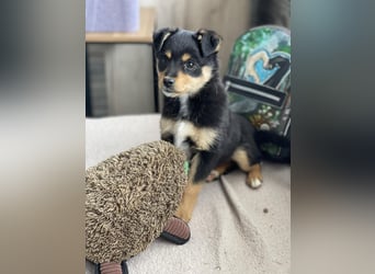 POLLY - kleine Herzensdame