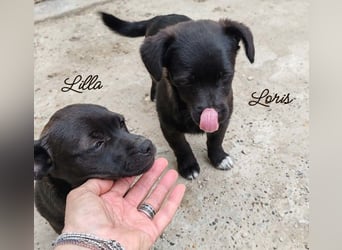 LILLA - schwarze Schönheit