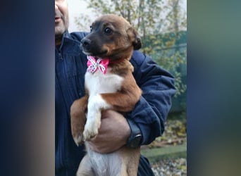 DORA - süßes Hundemädchen