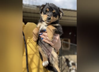 POLLY - kleine Herzensdame