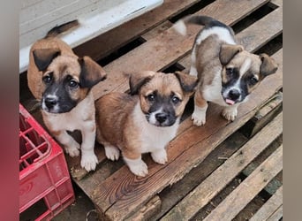 ZAKY - süßer Hundebub