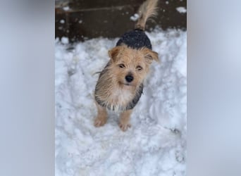 PIP - liebevolle Hundedame