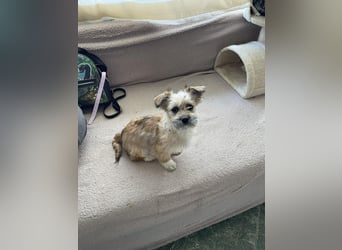 PEANUT - kleine Frohnatur sucht ihre Menschen