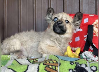 LUPIN - einäugiger Schatz sucht seine Menschen