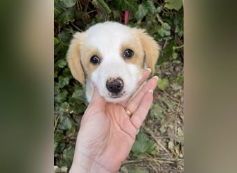 PERRY - kleiner Zuckerbub *reserviert*