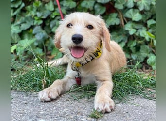 DAISY - verspieltes Hundemädchen