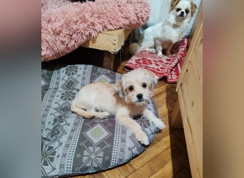 PIXEL - Traumzuhause gesucht