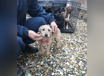 KARMA - kleines fröhliches Mädchen