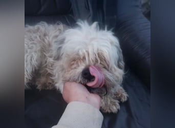 HAROO - liebevoller Zottel