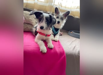 BUNNY - wo findet sie ihr Glück?