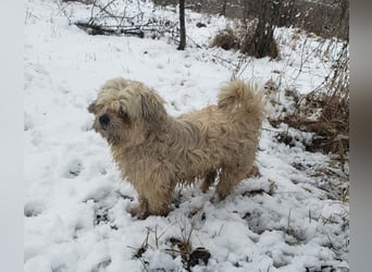 HAROO - liebevoller Zottel