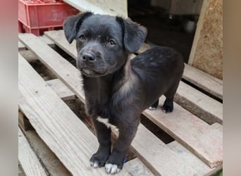 LORIS - Traumzuhause gesucht