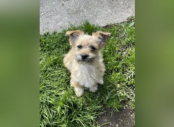 PEANUT - kleine Frohnatur sucht ihre Menschen