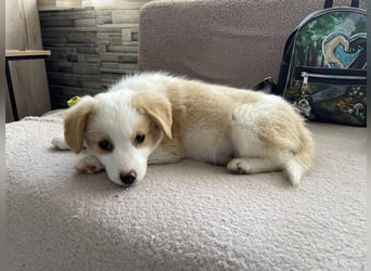 PERRY - kleiner Zuckerbub *reserviert*