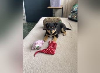 POLLY - kleine Herzensdame