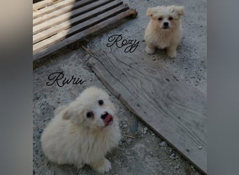 ROZY - kleine Schönheit