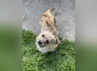 PEANUT - kleine Frohnatur sucht ihre Menschen