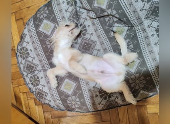 PIXEL - Traumzuhause gesucht