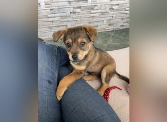 PETER - kleiner Herzensbrecher