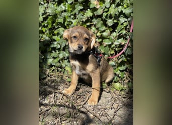 PETER - kleiner Herzensbrecher