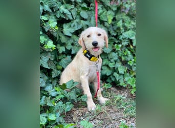 DAISY - verspieltes Hundemädchen