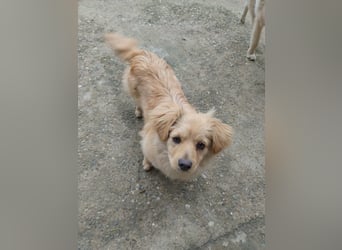 MICKY - sanfter Engel sucht seine Menschen