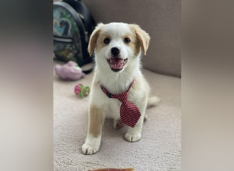 PERRY - kleiner Zuckerbub *reserviert*