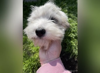 SNOWY - braucht ein eigenes Körbchen