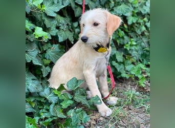 DAISY - verspieltes Hundemädchen