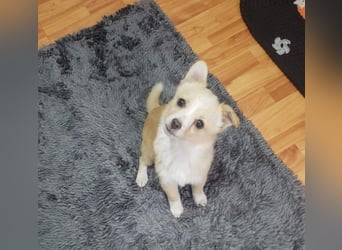 FIFI - kleine Zaubermaus