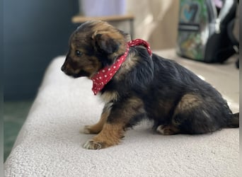 PENNY - kleine Zuckermaus