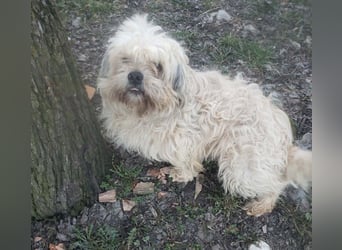 HAROO - liebevoller Zottel