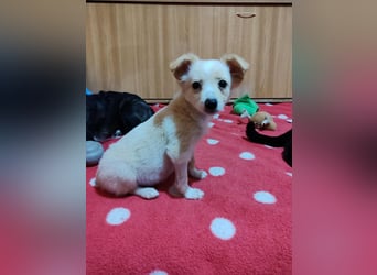 MAGGIE - kleine Hundedame