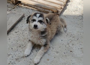 OTTIS - liebevoller Hundebub
