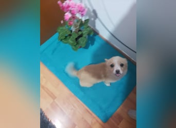 FIFI - kleine Zaubermaus