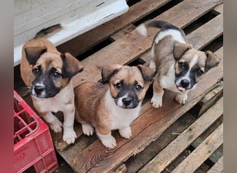 ZOLLY - Zuckerbub sucht seine Menschen