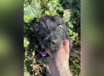 JAKE - süßer Zottel sucht seine Menschen *reserviert*