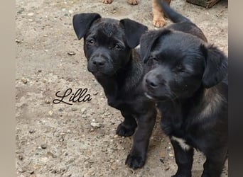 LILLA - schwarze Schönheit