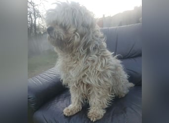 HAROO - liebevoller Zottel