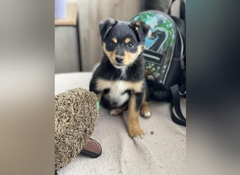 POLLY - kleine Herzensdame