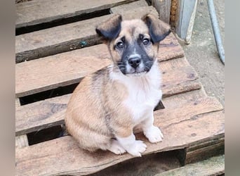 ZOLLY - Zuckerbub sucht seine Menschen