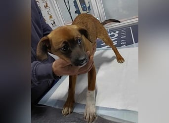 DORA - süßes Hundemädchen