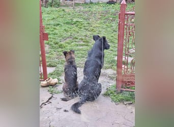 BONO - sucht sein Für-immer-Zuhause