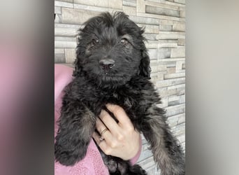 JAKE - süßer Zottel sucht seine Menschen *reserviert*