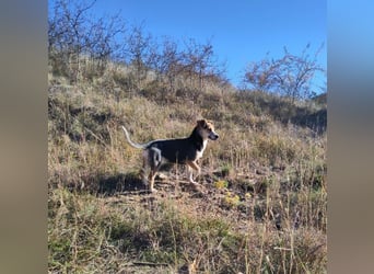 MOLLY - kleine Herzensdame