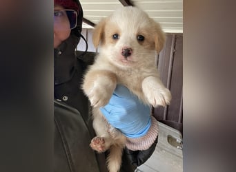 PERRY - kleiner Zuckerbub *reserviert*