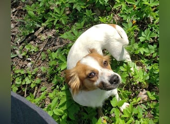 ILA - sanfte Seele sucht ihre Menschen