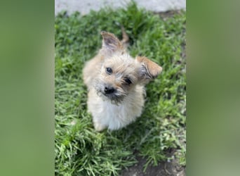 PEANUT - kleine Frohnatur sucht ihre Menschen