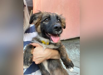COOPER - verspielter Schatz